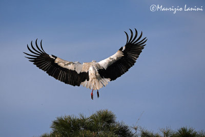 White stork back view