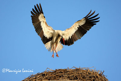 White stork