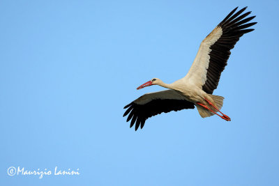 White stork