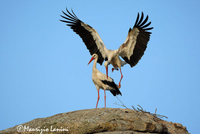 White stork mating