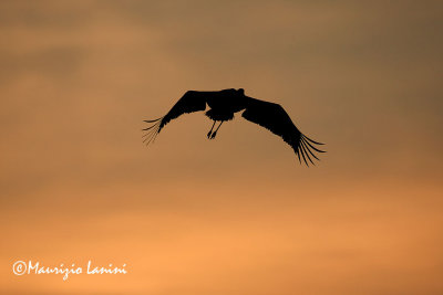 White stork at sunset