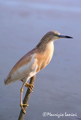 Squacco heron