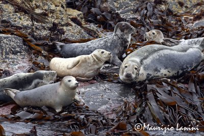 Foche grigie , Grey seals