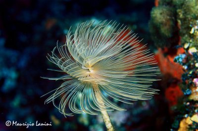 Spirografo , European fan worm