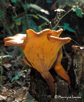 Fungo dell'olivo , Jack o'Lantern mushroom