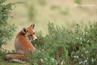 Volpe rossa europea , Red fox
