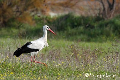 Cicogna bianca , White stork