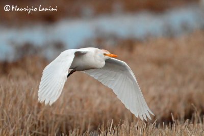 Airone guardabuoi , Cattle egret