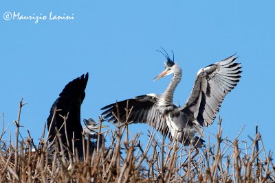 Aironi cenerini al nido , Grey herons at nest