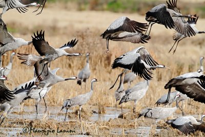 Gru in partenza , Cranes take-off