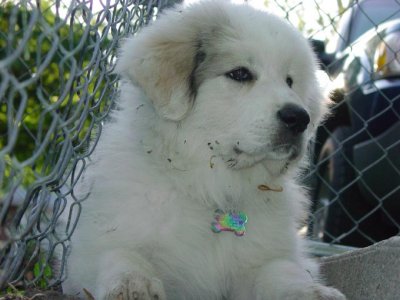 Sadie