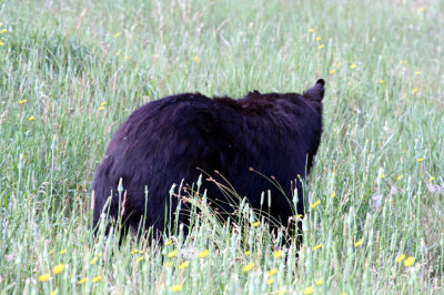 bear 3b.jpg