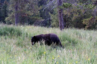 bear 3e.jpg