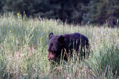 bear 3h.jpg