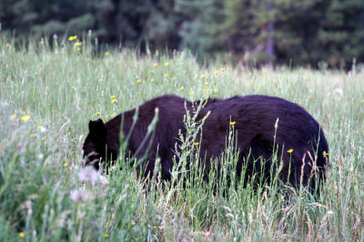 bear 3k.jpg