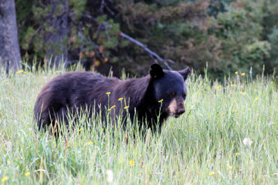 bear 3l.jpg