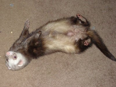 nemes lazy boy.jpg