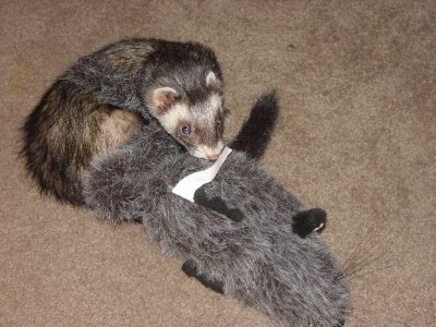 dante  stuffed rat.jpg