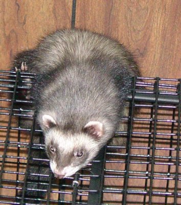chancey 021304a.jpg