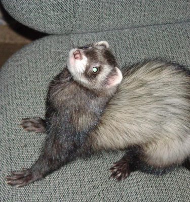chancey 042604a.jpg