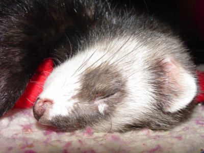 chancey sleep 2.jpg