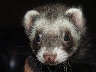 chancey close up.jpg