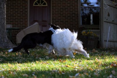 jesse  sadie 110207c.jpg