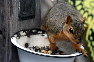 baby squirrel 061307f.jpg