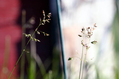 grass 060807a.jpg