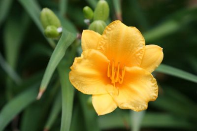 flower 062207d.jpg