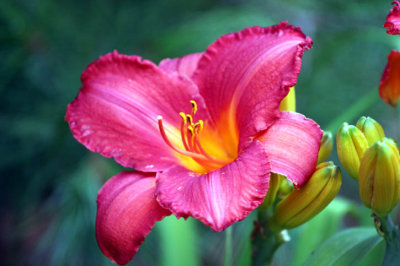 flowers 062207b.jpg