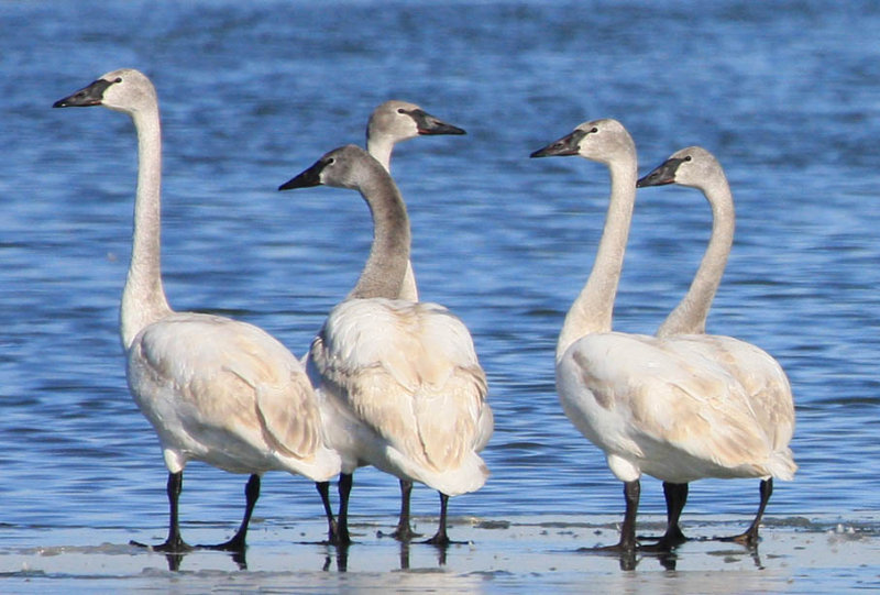 Trumpeter Swan