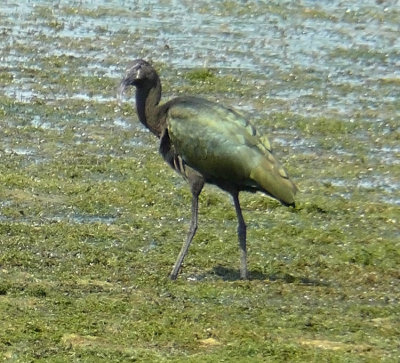 Glossy Ibis