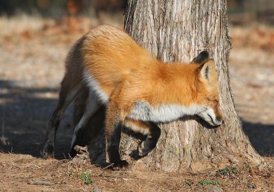 Red Fox