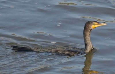 Double-crested Cormorant