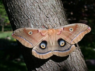 Polyphemus Moth