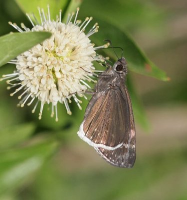 Funereal Duskywing