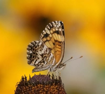 Gorgone Checkerspot