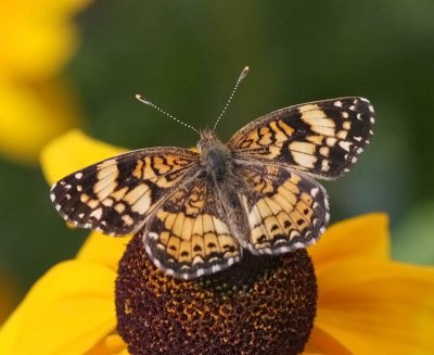 Gorgone Checkerspot