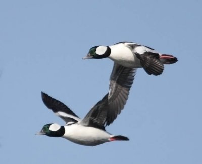 Bufflehead