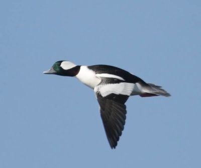 Bufflehead