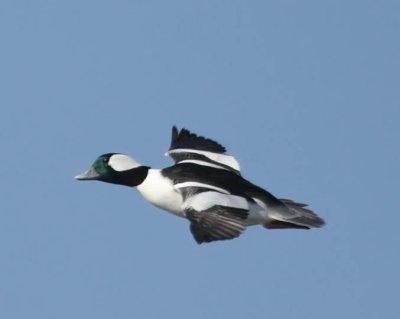 Bufflehead