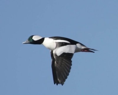 Bufflehead