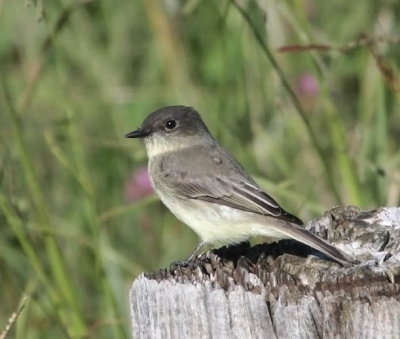 Eastern Phoebe