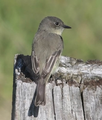 Eastern Phoebe