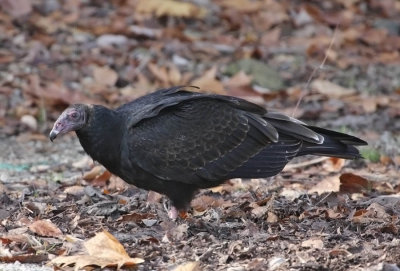 Turkey Vulture