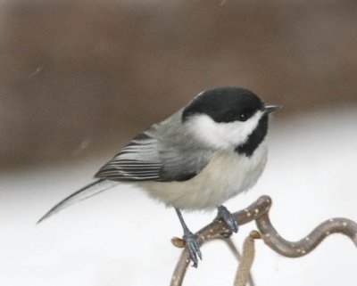 Carolina Chickadee