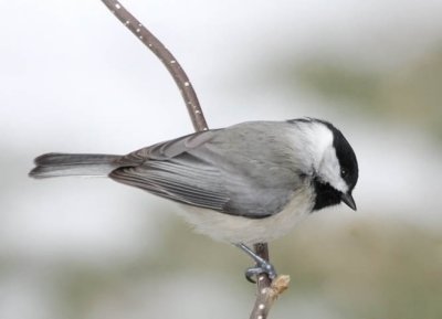 Carolina Chickadee