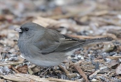 Dark-eyed Junco