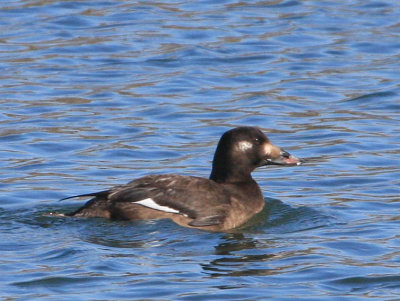 White-winged Scoter